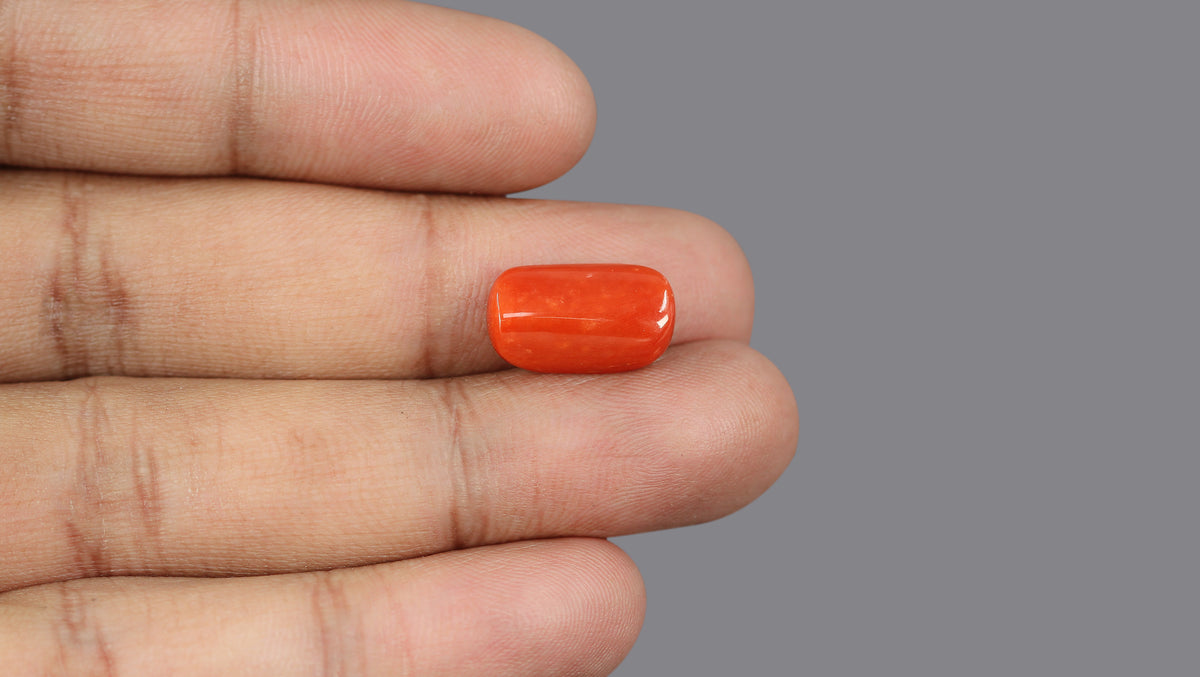 Italian Red Coral 6.80 Carats / 7.47 Ratti