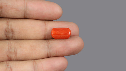 Italian Red Coral 6.80 Carats / 7.47 Ratti
