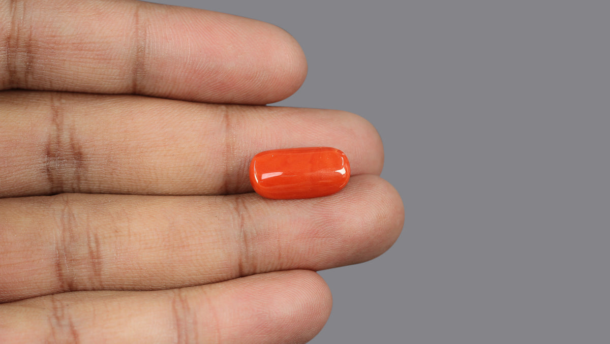 Italian Red Coral 6.84 Carats / 7.52 Ratti