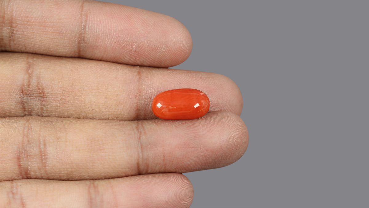 Italian Red Coral 7.13 Carats / 7.84 Ratti