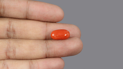 Italian Red Coral 7.13 Carats / 7.84 Ratti