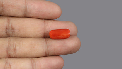 Italian Red Coral 7.36 Carats / 8.09 Ratti