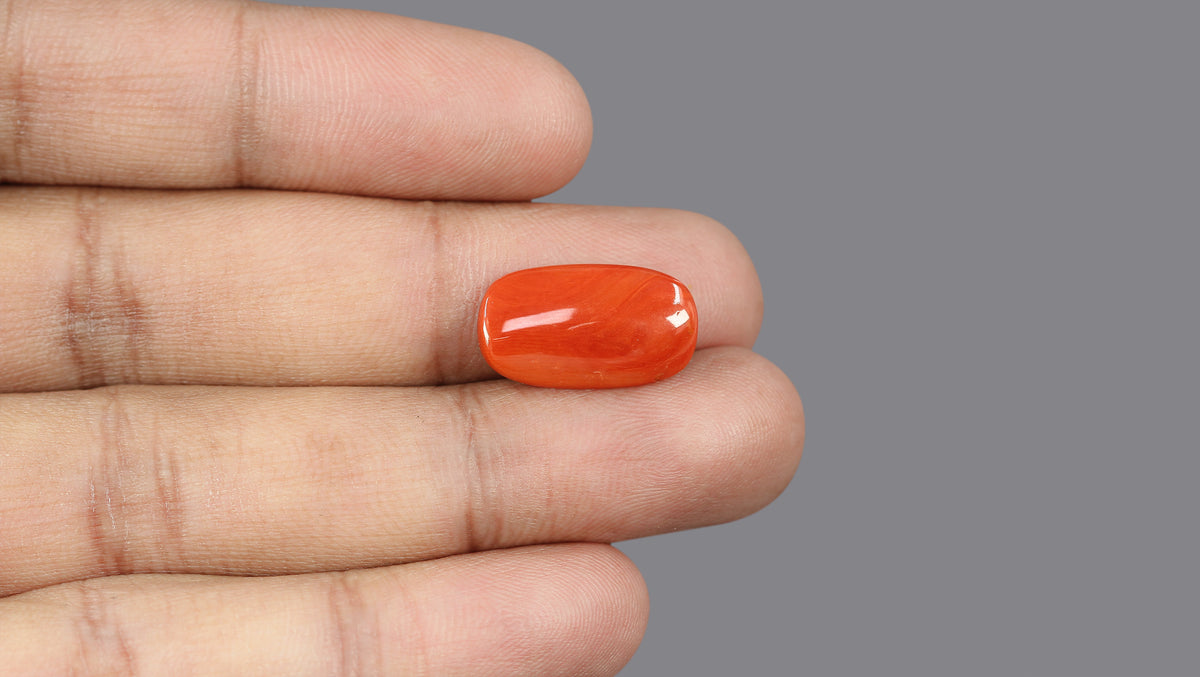 Italian Red Coral 7.49 Carats / 8.23 Ratti