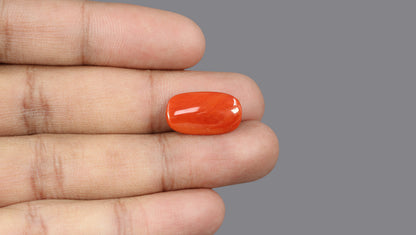 Italian Red Coral 7.49 Carats / 8.23 Ratti