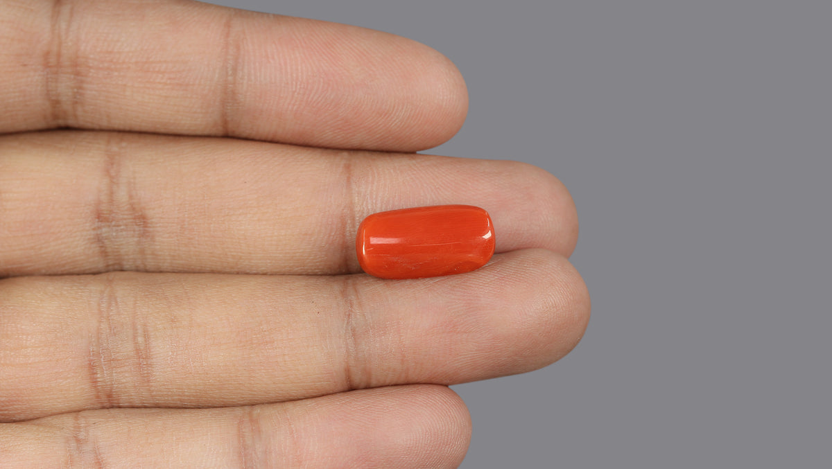 Italian Red Coral 7.74 Carats / 8.51 Ratti