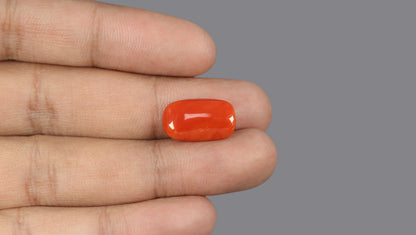 Italian Red Coral 8.27 Carats / 9.09 Ratti