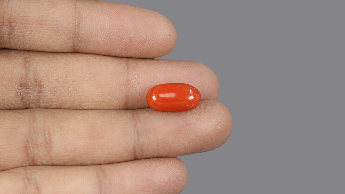 Italian Red Coral 9.45 Carats / 10.38 Ratti