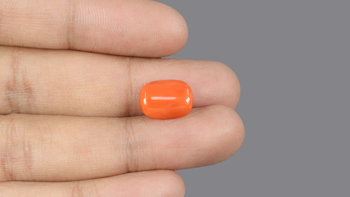 Italian Red Coral 6.15 Carats / 6.76 Ratti