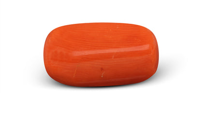 Italian Red Coral 6.48 Carats / 7.12 Ratti