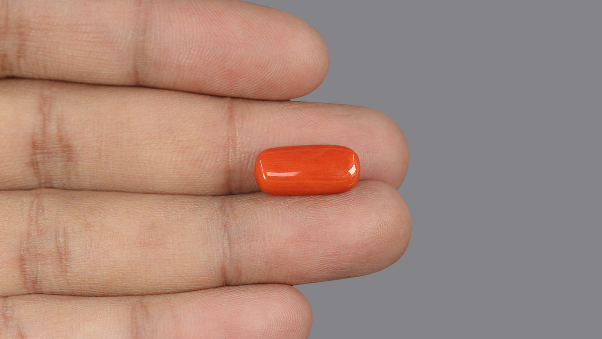Italian Red Coral 6.52 Carats / 7.16 Ratti