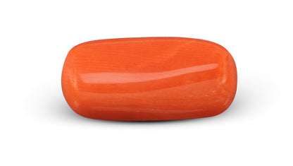 Italian Red Coral 6.52 Carats / 7.16 Ratti