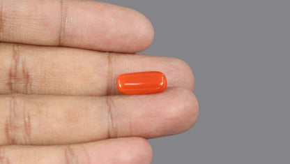 Italian Red Coral 5.03 Carats / 5.53 Ratti