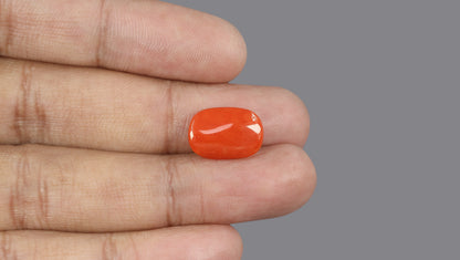Italian Red Coral 5.87 Carats / 6.45 Ratti