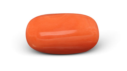 Italian Red Coral 9.77 Carats / 10.74 Ratti