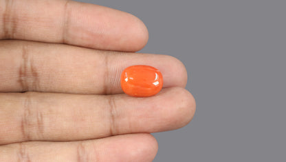 Italian Red Coral 10.52 Carats / 11.56 Ratti