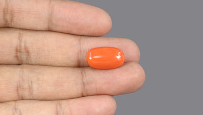 Italian Red Coral 11.61 Carats / 12.76 Ratti