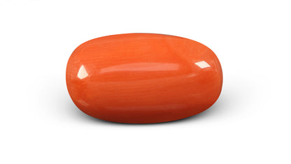 Italian Red Coral 11.61 Carats / 12.76 Ratti