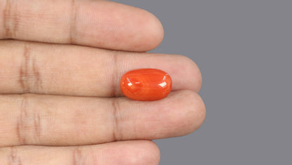 Italian Red Coral 11.61 Carats / 12.76 Ratti
