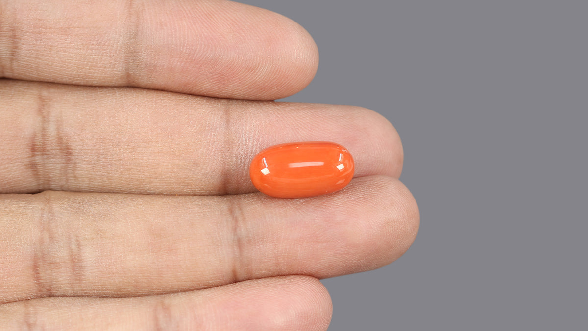Italian Red Coral 11.67 Carats / 12.82 Ratti