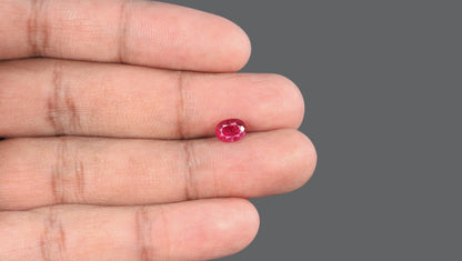 Mozambique Ruby (Manik) 1.66 Carats / 1.82 Ratti