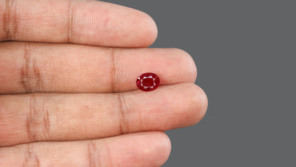 Mozambique Ruby (Manik) 1.60 Carats / 1.76 Ratti