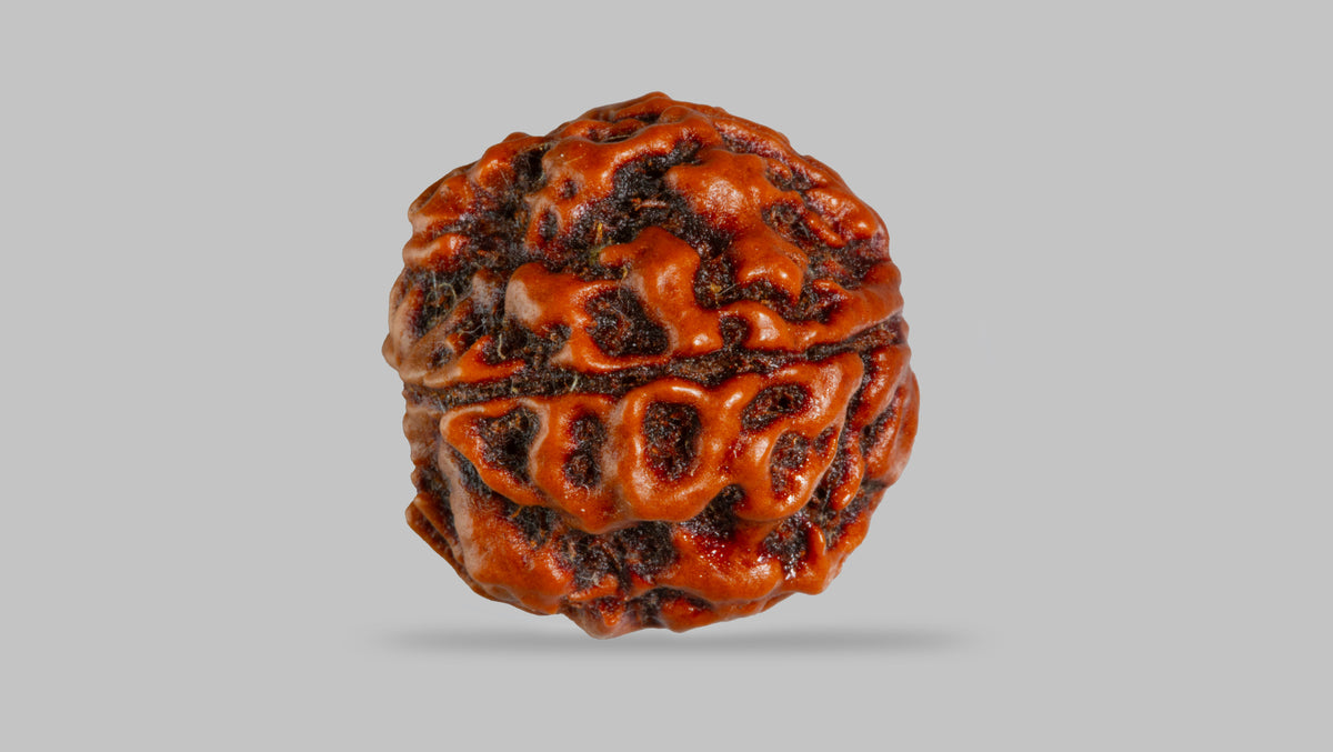4 MUKHI RUDRAKSHA (17.76 mm) / 12.71 Ratti