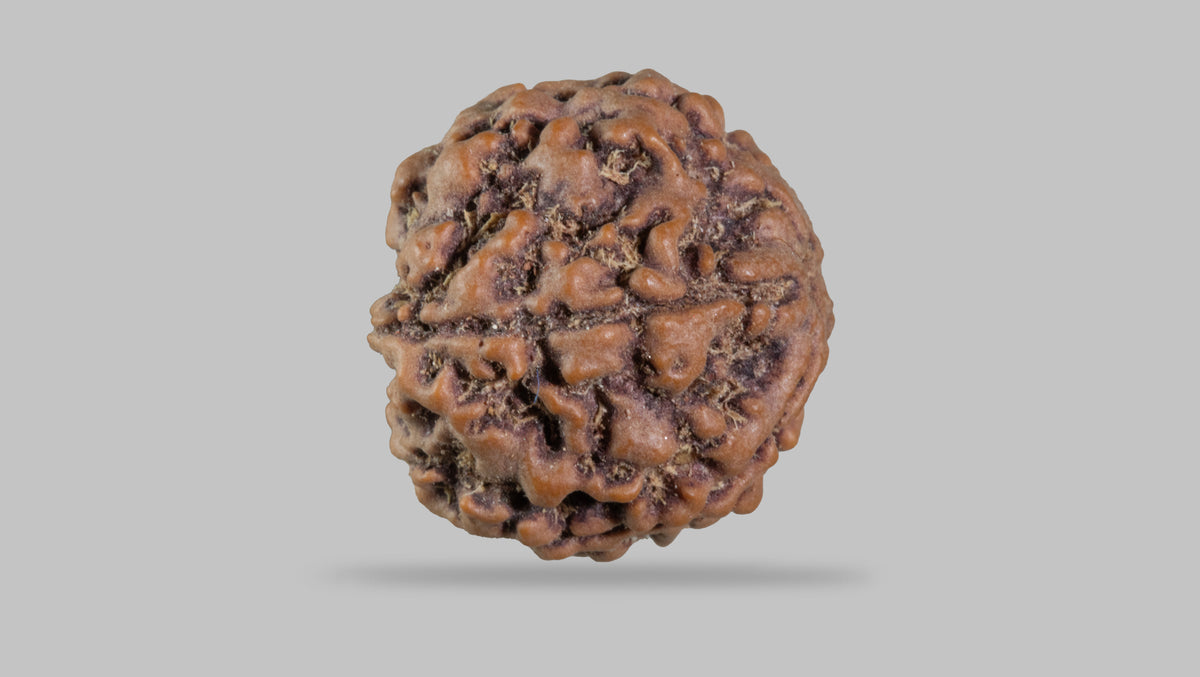 5 MUKHI RUDRAKSHA (22.25 mm)