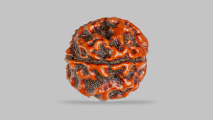 4 MUKHI RUDRAKSHA (16.81 mm) / 12.54 Ratti