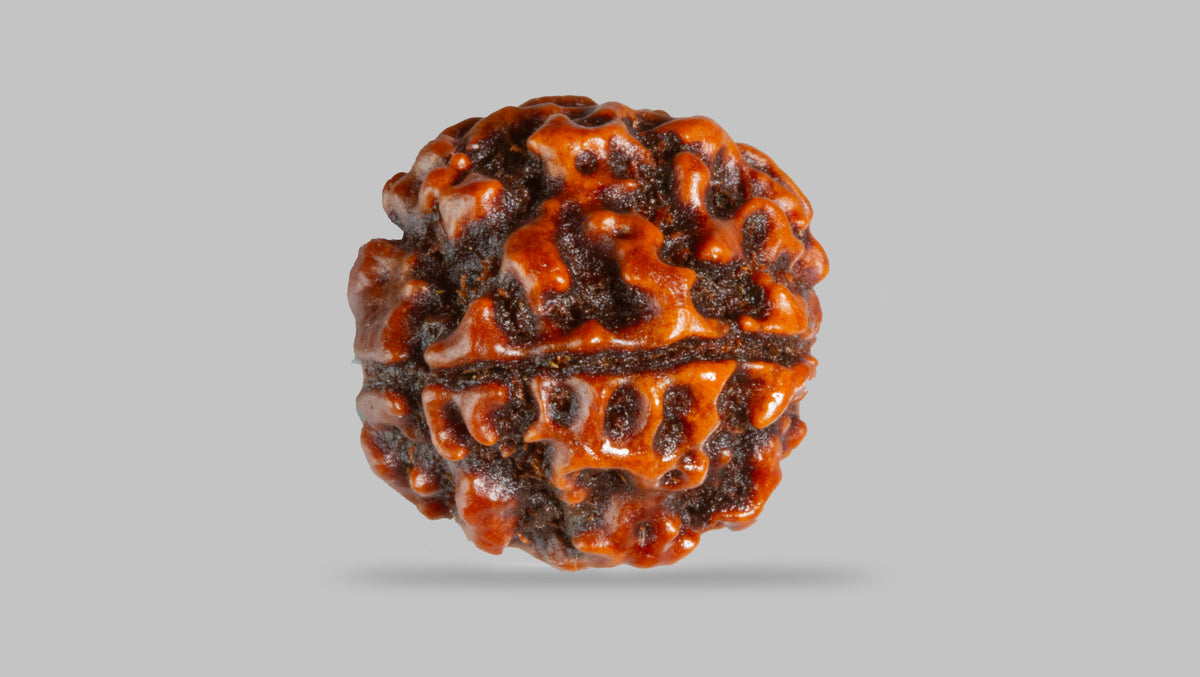 4 MUKHI RUDRAKSHA (18.19 mm) / 14.23 Ratti
