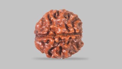 4 MUKHI RUDRAKSHA (18.02 mm) / 13.97 Ratti