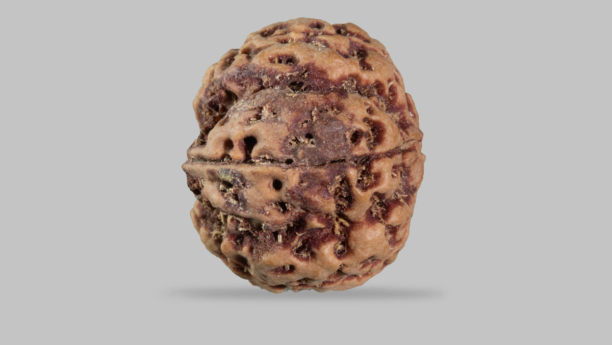 5 MUKHI RUDRAKSHA (22.80 mm)