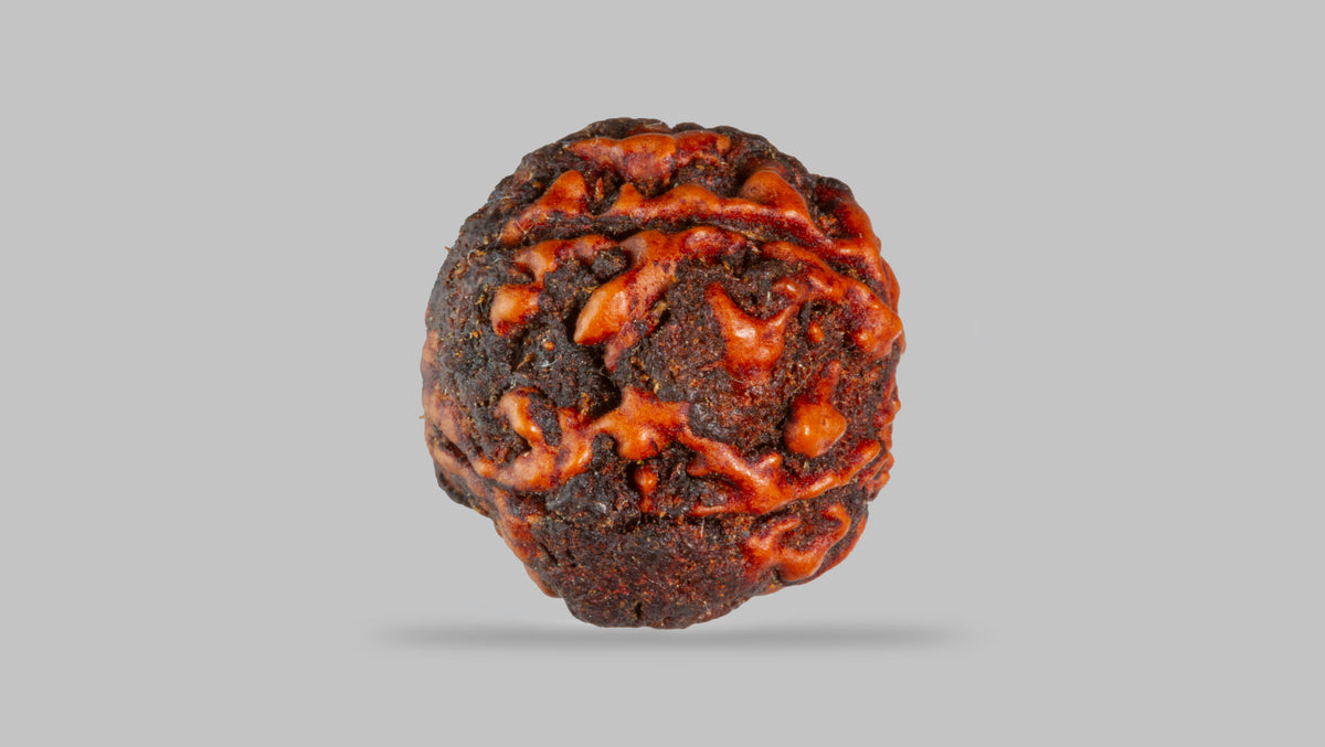4 MUKHI RUDRAKSHA (17.11 mm) / 13.75 Ratti