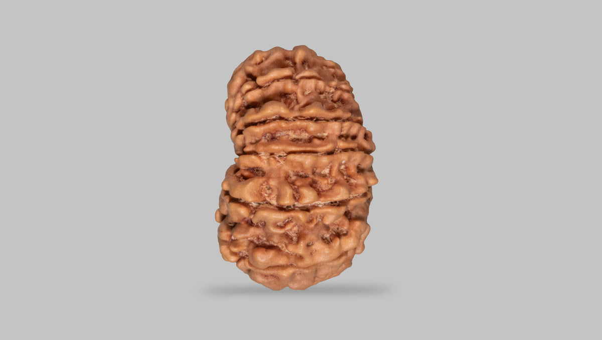 13 MUKHI RUDRAKSHA (29.04 mm)