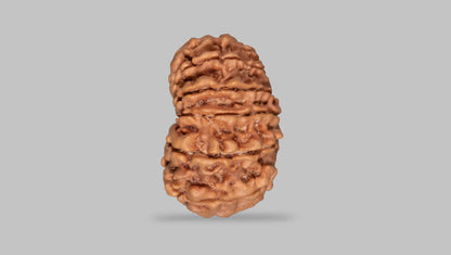13 MUKHI RUDRAKSHA (29.04 mm)