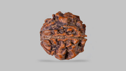 1 MUKHI RUDRAKSHA (20.45 mm)