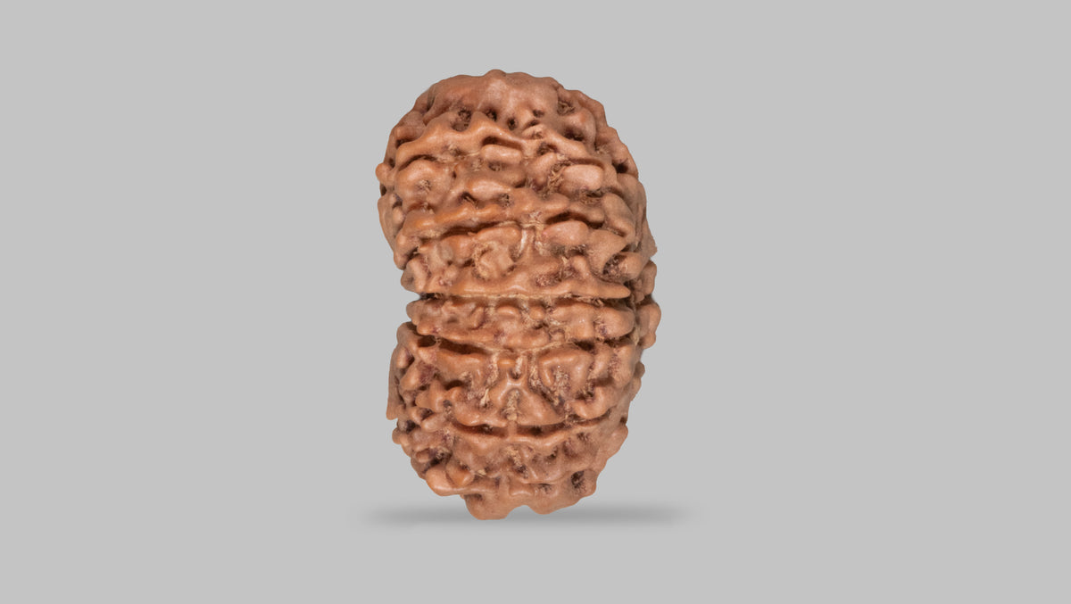 13 MUKHI RUDRAKSHA (27.42 mm)