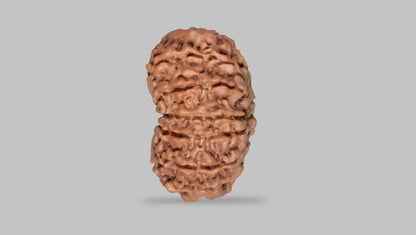 13 MUKHI RUDRAKSHA (27.42 mm)