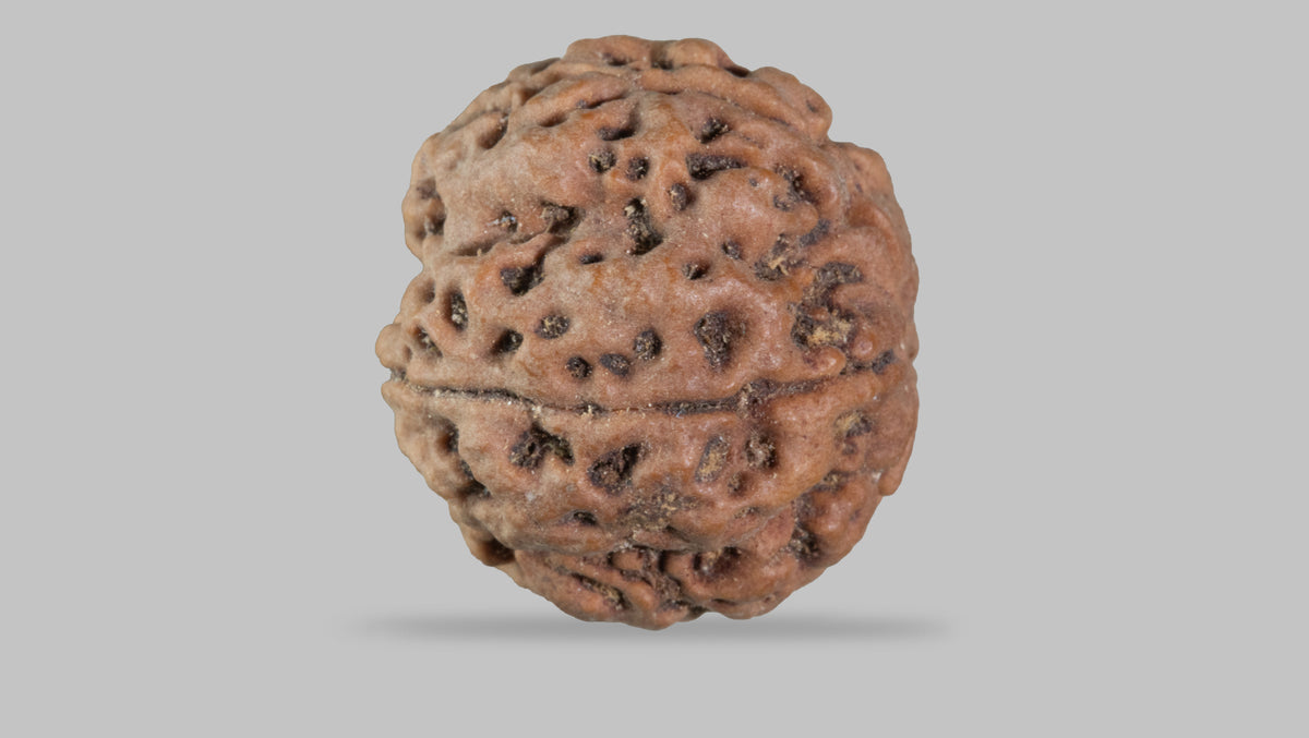 5 MUKHI RUDRAKSHA (22.70 mm)
