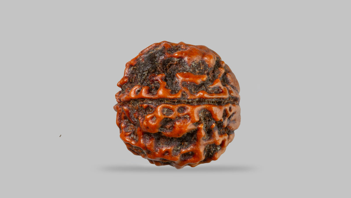 4 MUKHI RUDRAKSHA (17.19 mm) / 14 Ratti