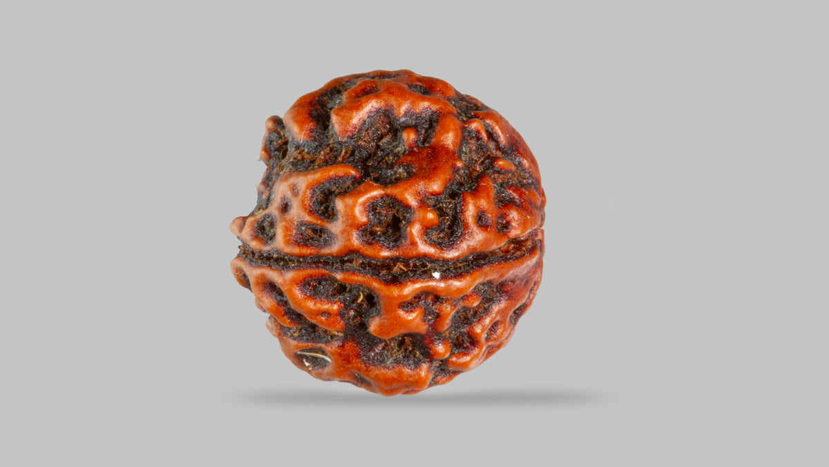 4 MUKHI RUDRAKSHA (17.30 mm) / 12.94 Ratti