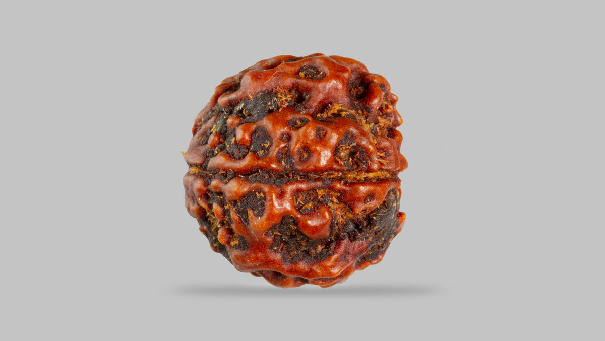 4 MUKHI RUDRAKSHA (17.83 mm) / 12.73 Ratti