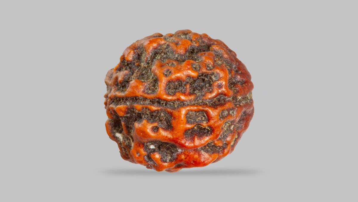 4 MUKHI RUDRAKSHA (17.95 mm) / 14.44 Ratti