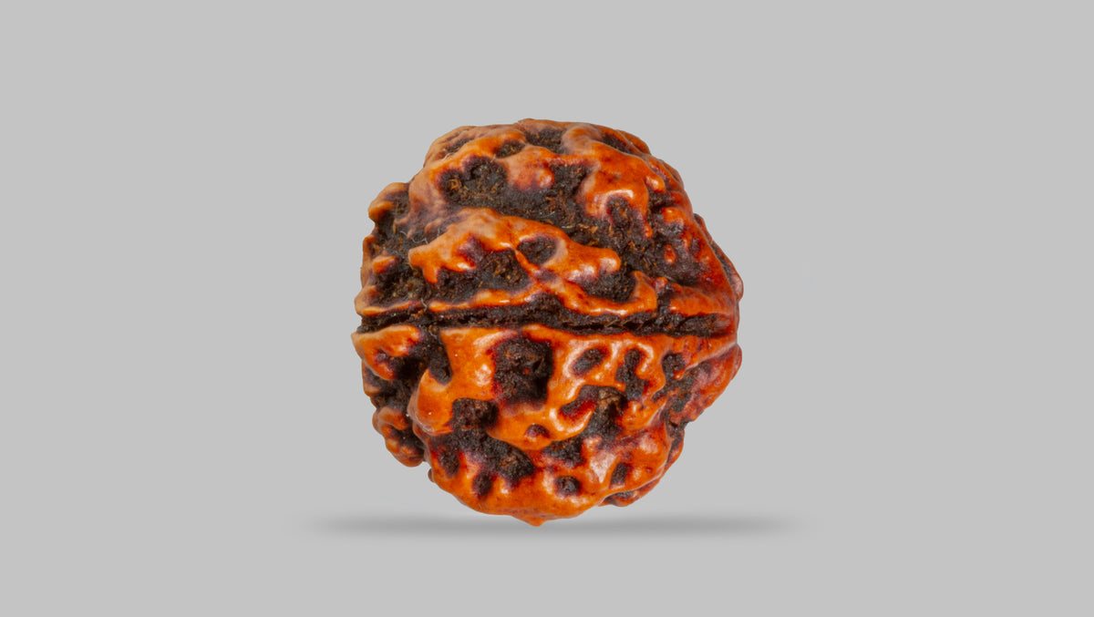 4 MUKHI RUDRAKSHA (17.67 mm) / 13.71 Ratti