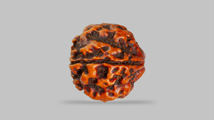 4 MUKHI RUDRAKSHA (17.67 mm) / 13.71 Ratti