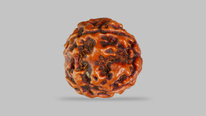 4 MUKHI RUDRAKSHA (17.45 mm) / 12.96 Ratti