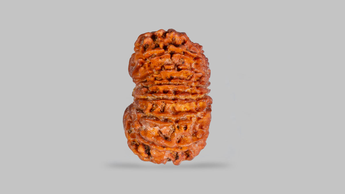 15 MUKHI RUDRAKSHA (24.91 mm)