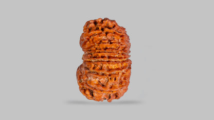 15 MUKHI RUDRAKSHA (24.91 mm)