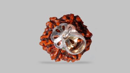 6 MUKHI RUDRAKSHA (22.03 mm)