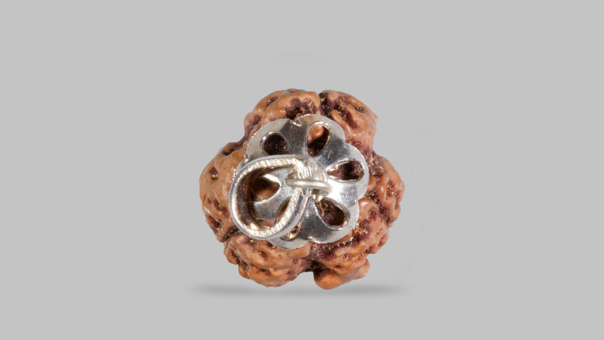 3 MUKHI RUDRAKSHA (19.83 mm)