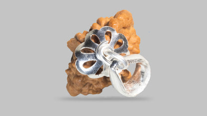 2 MUKHI RUDRAKSHA (27.35 mm) / 14.69 Ratti